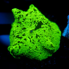 JC Kryptonite Eclectus