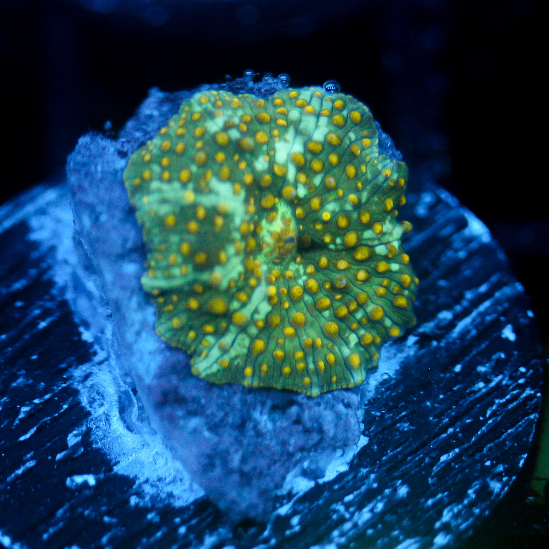JC Firefly Discosoma