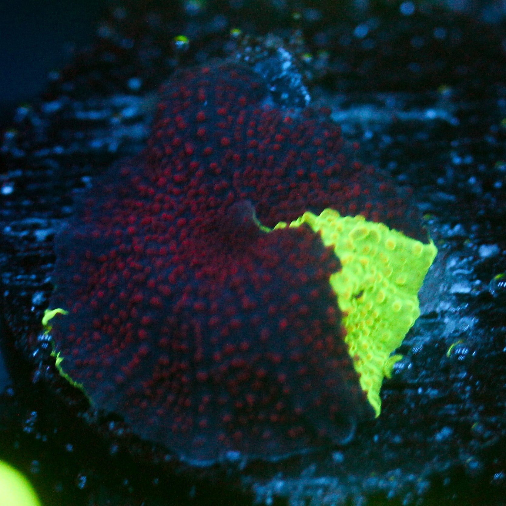 JC Ultra Eclectus Red Takeover