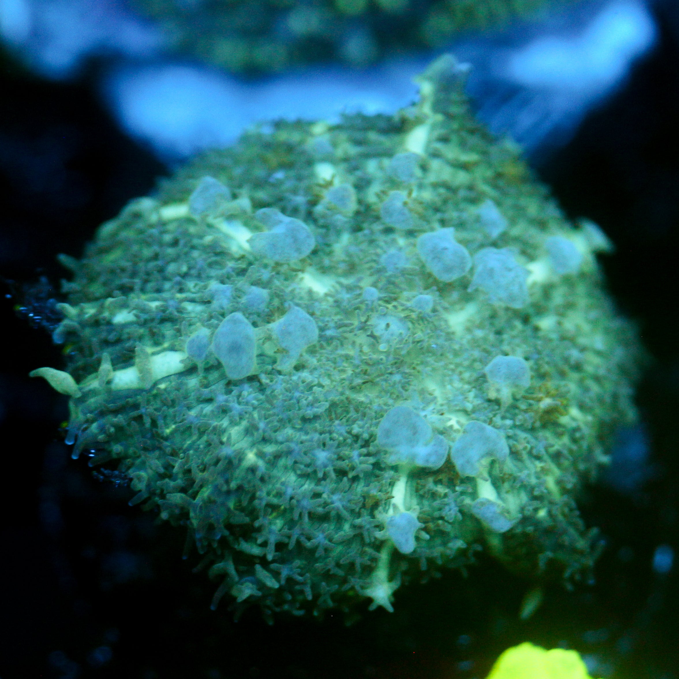 JC BLue Hour Bounce Rhodactis