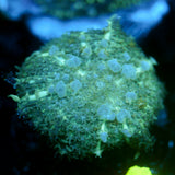 JC BLue Hour Bounce Rhodactis