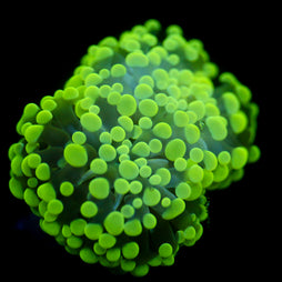 JC Flubber Frammer
