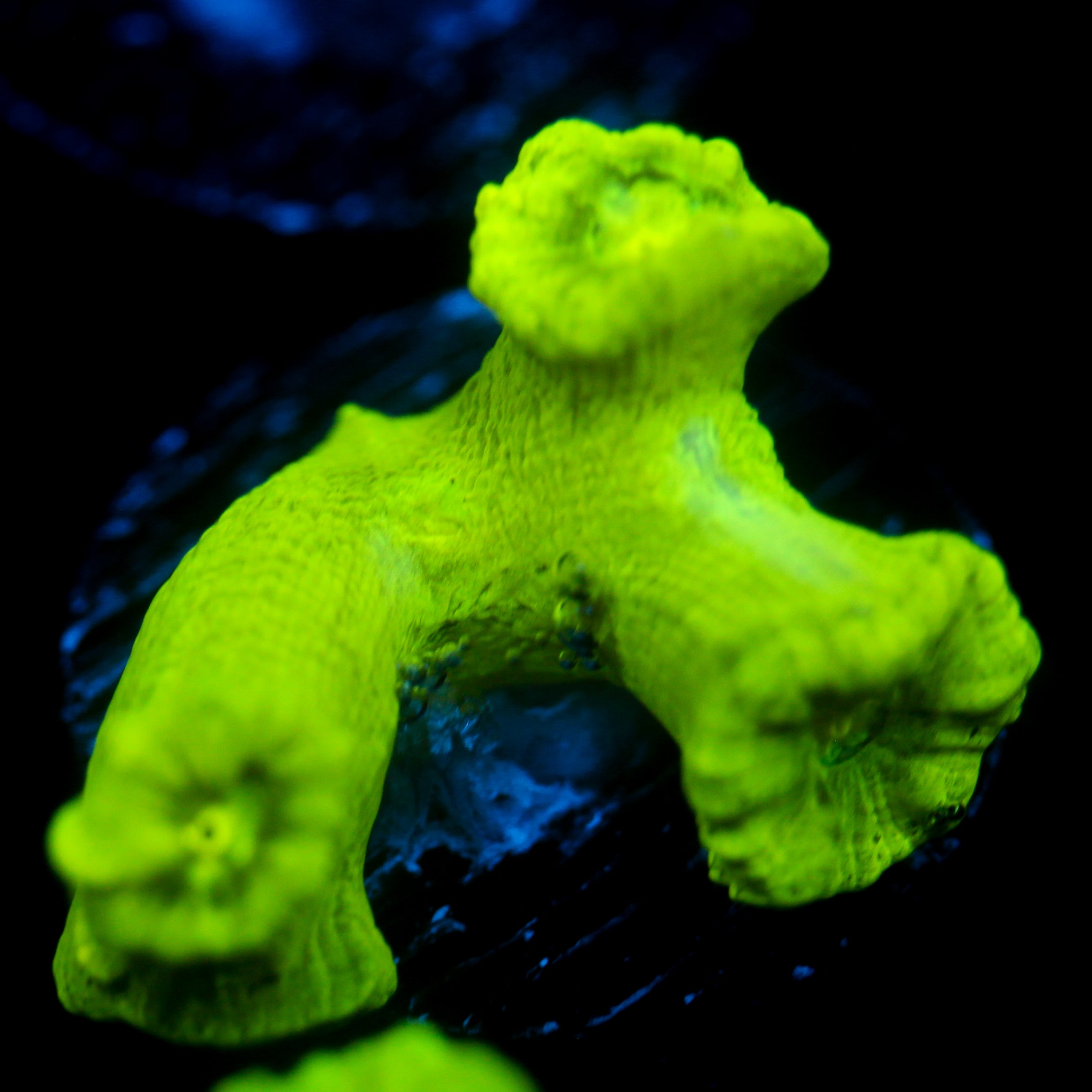 JC Neon Green Candy Cane