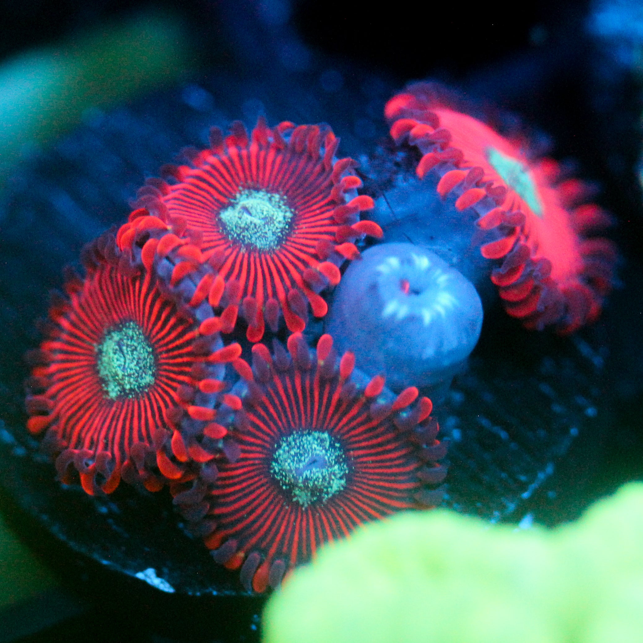 JC Magician's Zoanthids