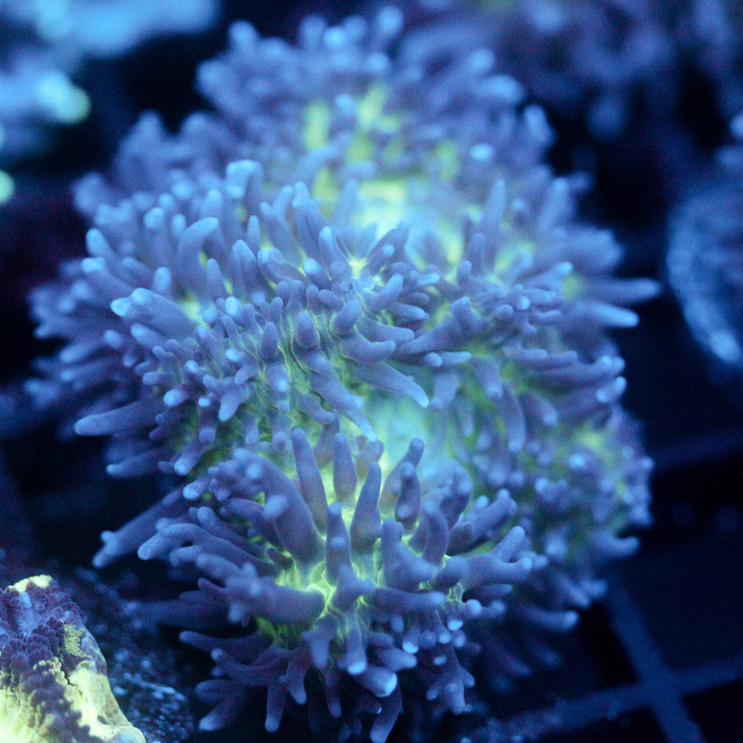 JC Fuzzy Mushroom