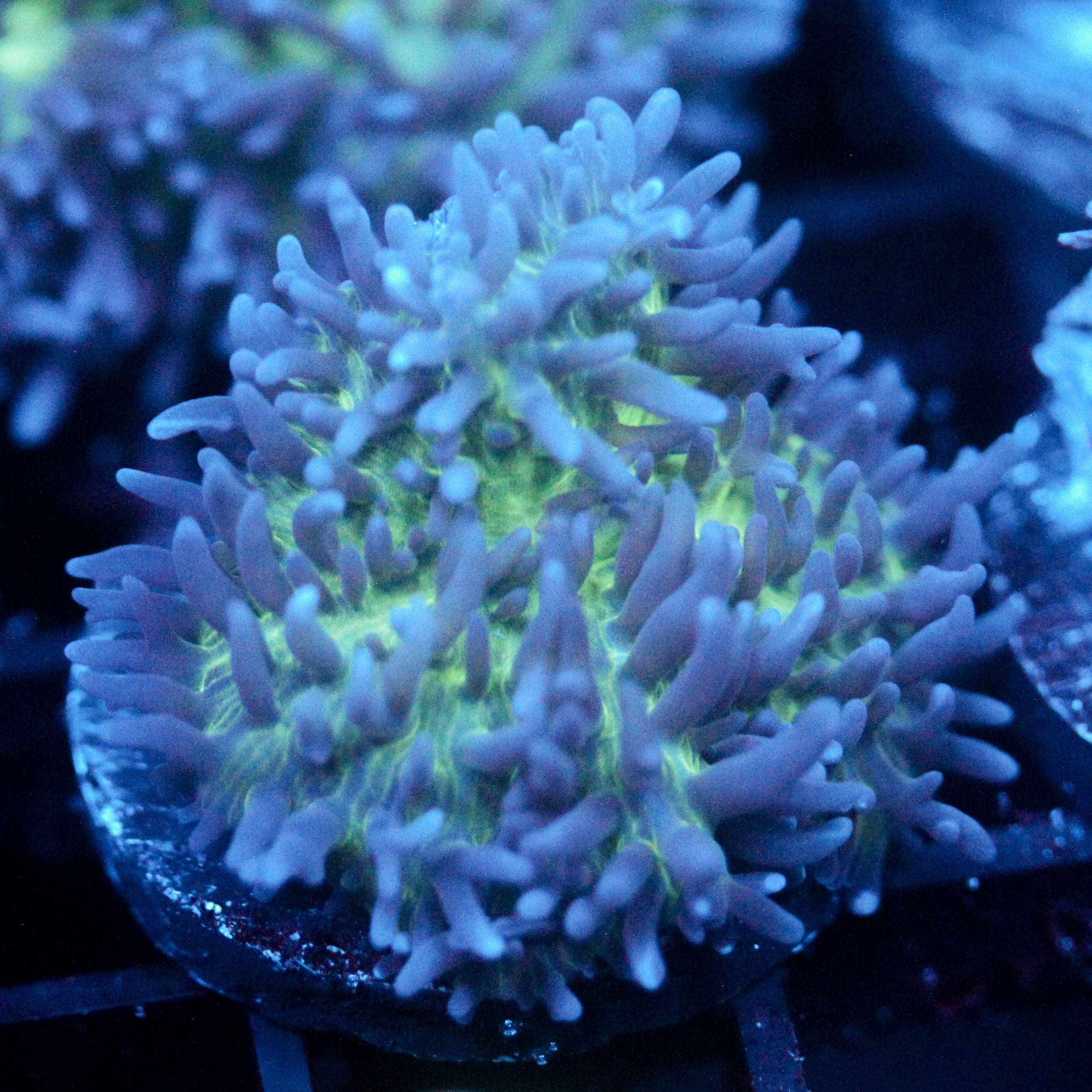 JC Fuzzy Mushroom