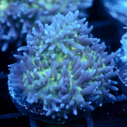 JC Fuzzy Mushroom