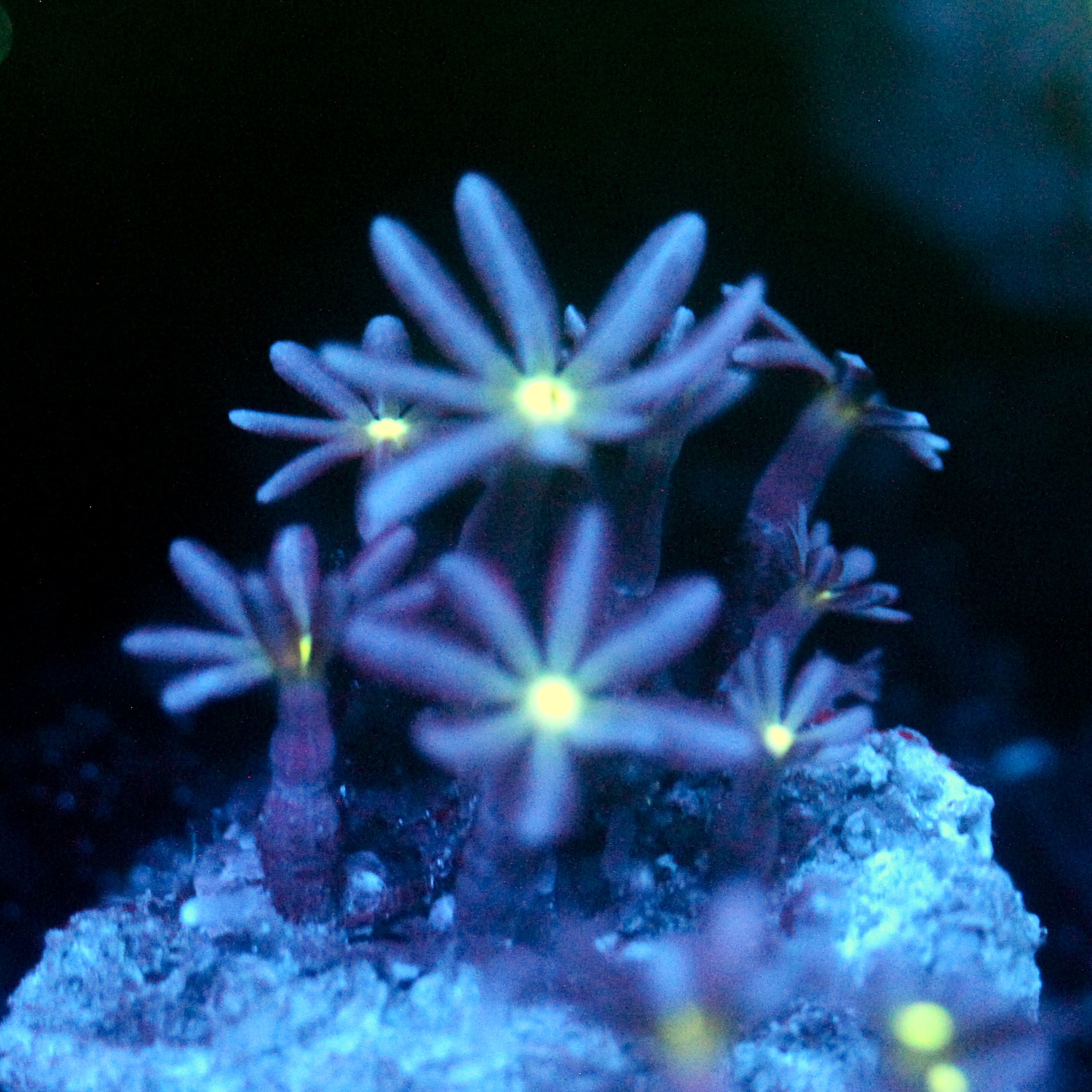 JC Enchantress Polyp Coral