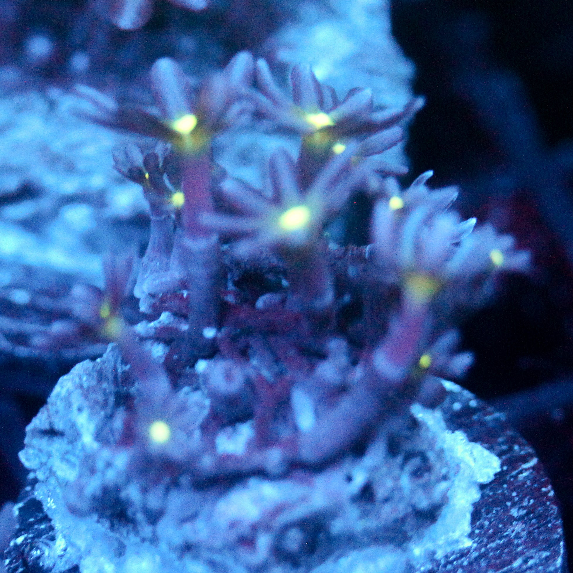 JC Enchantress Polyp Coral