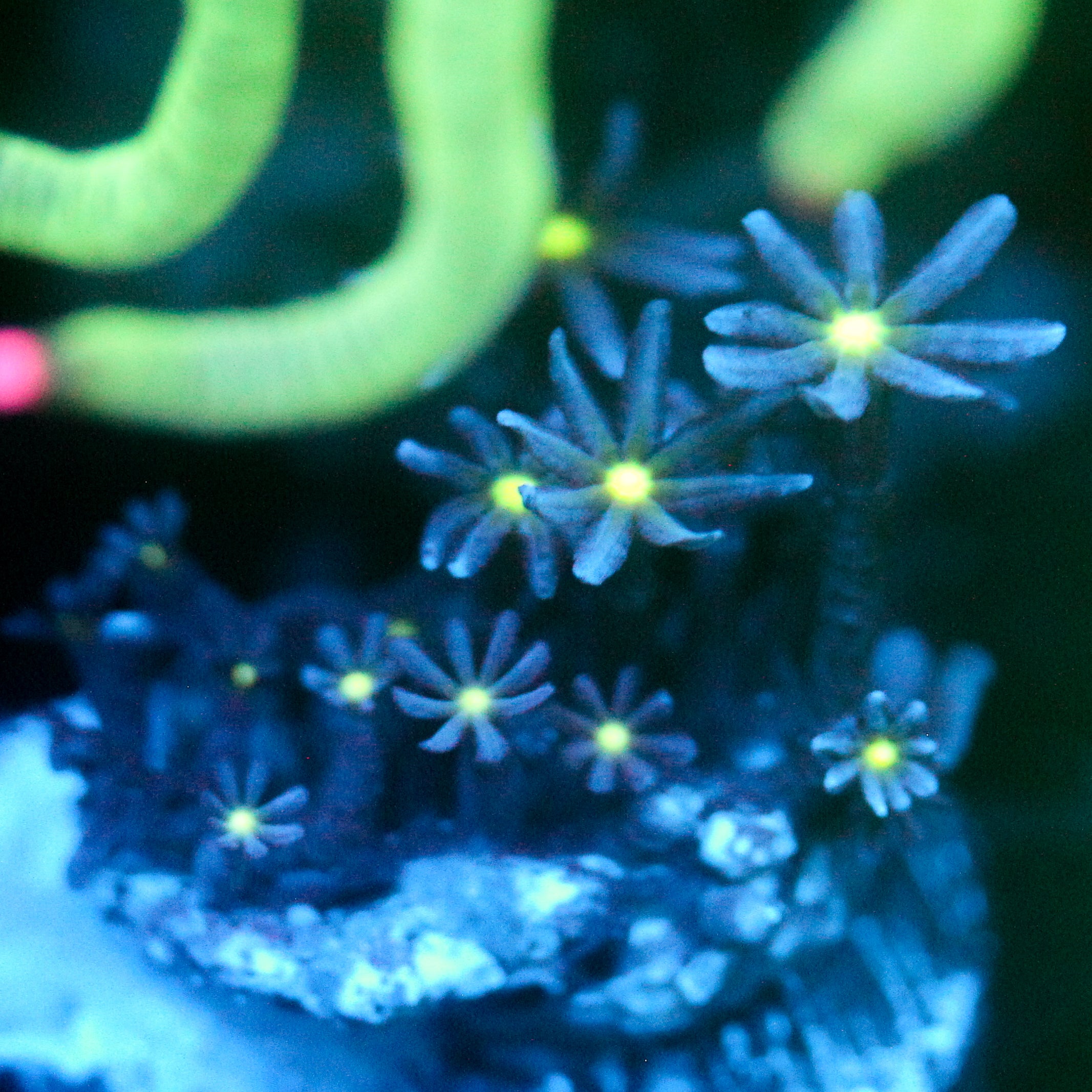 JC Enchantress Polyp Coral