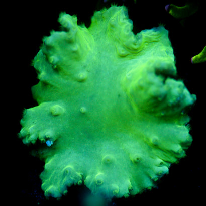 JC Neon Green Cabbage Coral 2"