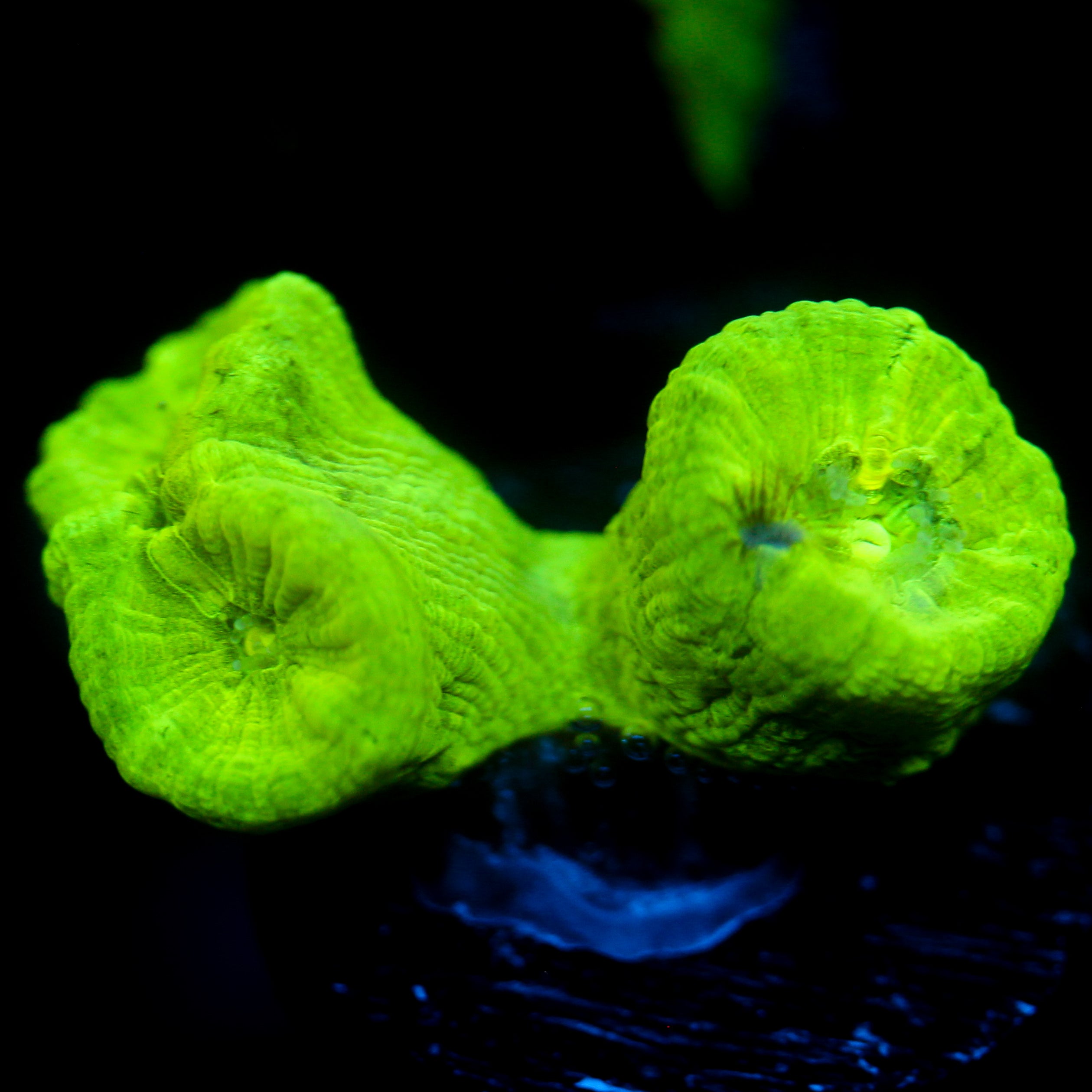 JC Neon Green Candy Cane