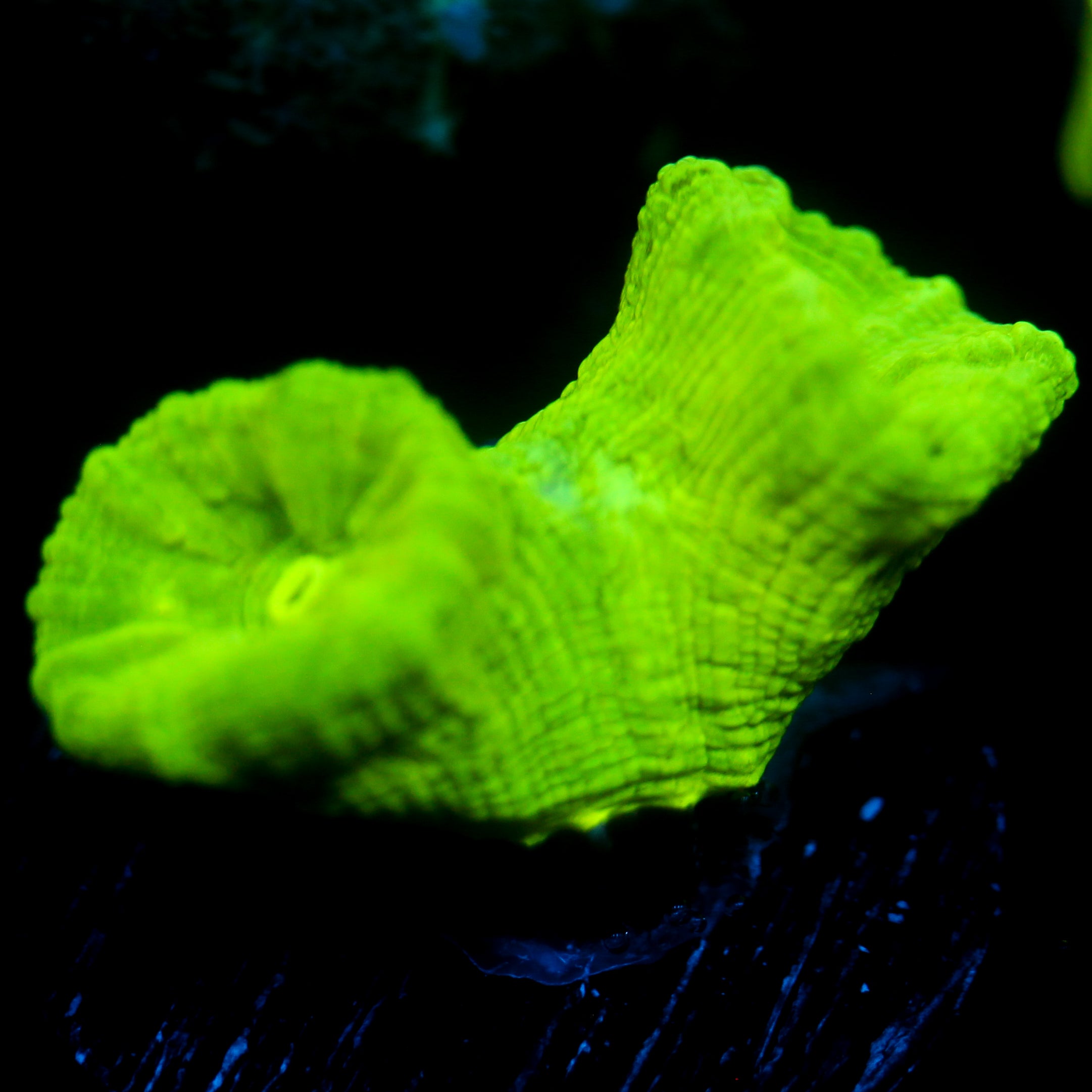 JC Neon Green Candy Cane