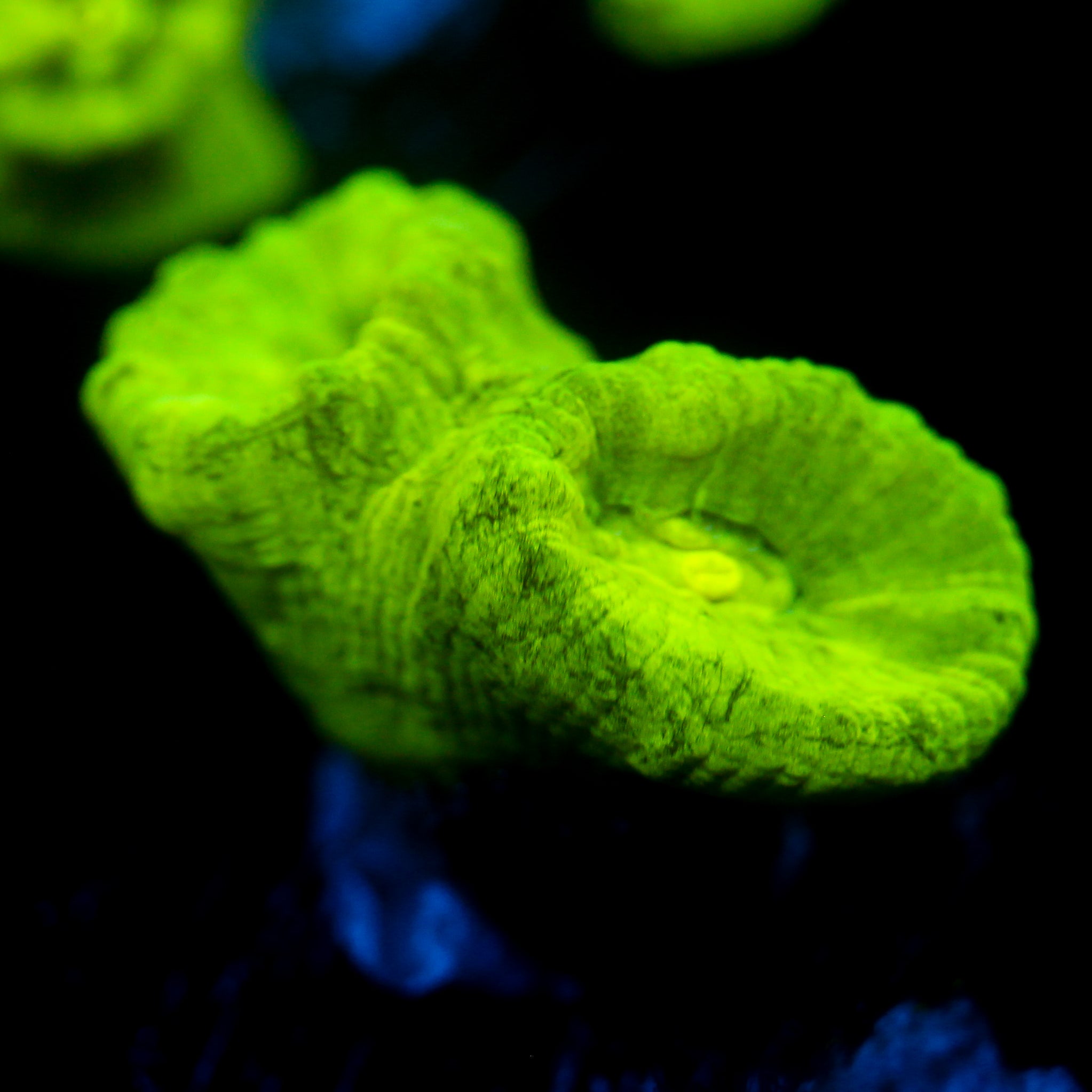 JC Neon Green Candy Cane