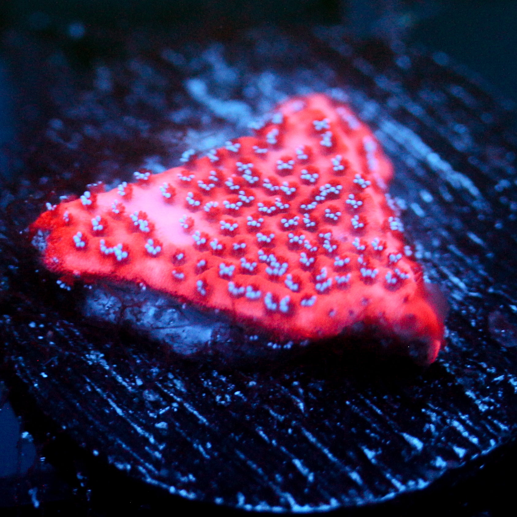JC Mystic Sunset Montipora
