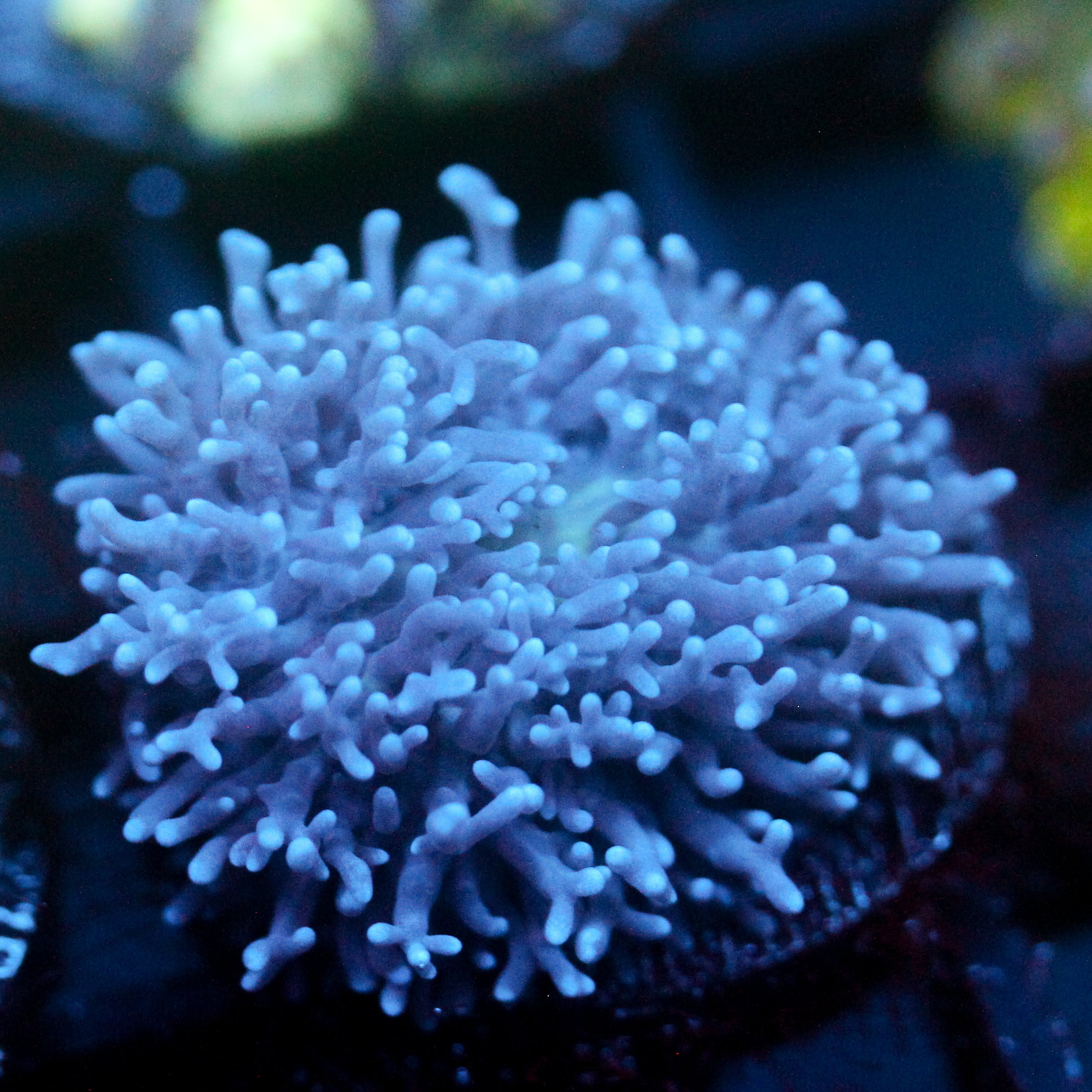 JC Fuzzy Mushroom