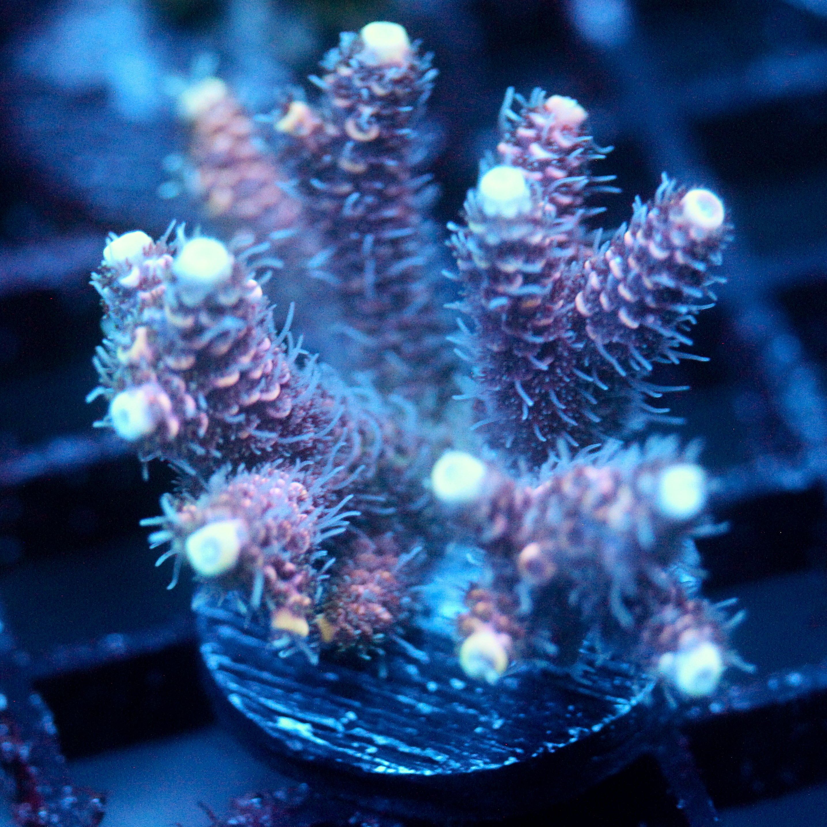 JC Purple Whisper Acro