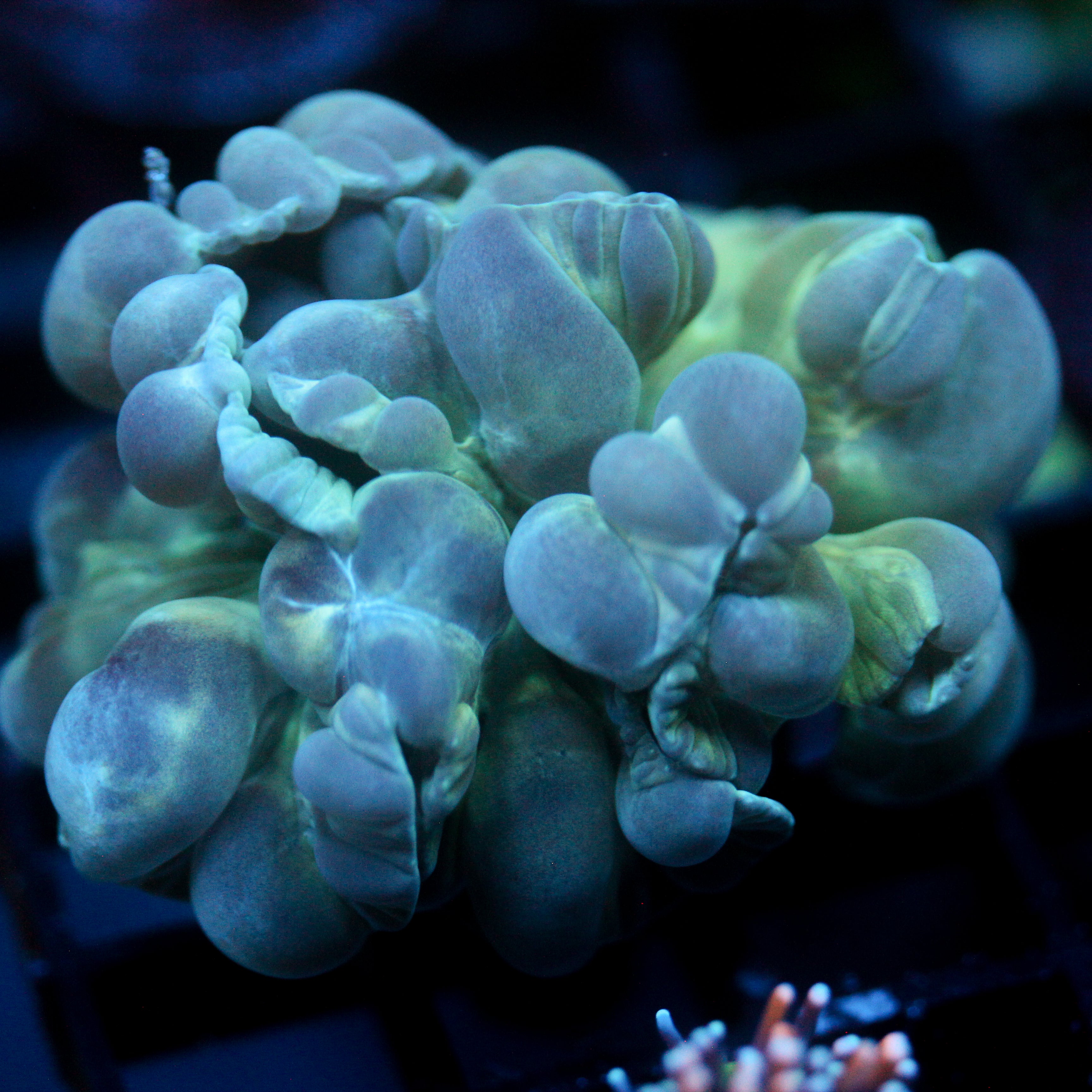 JC Aquacultured Fox Coral Frag