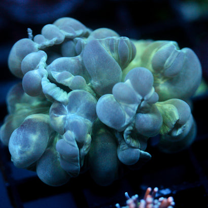 JC Aquacultured Fox Coral Frag