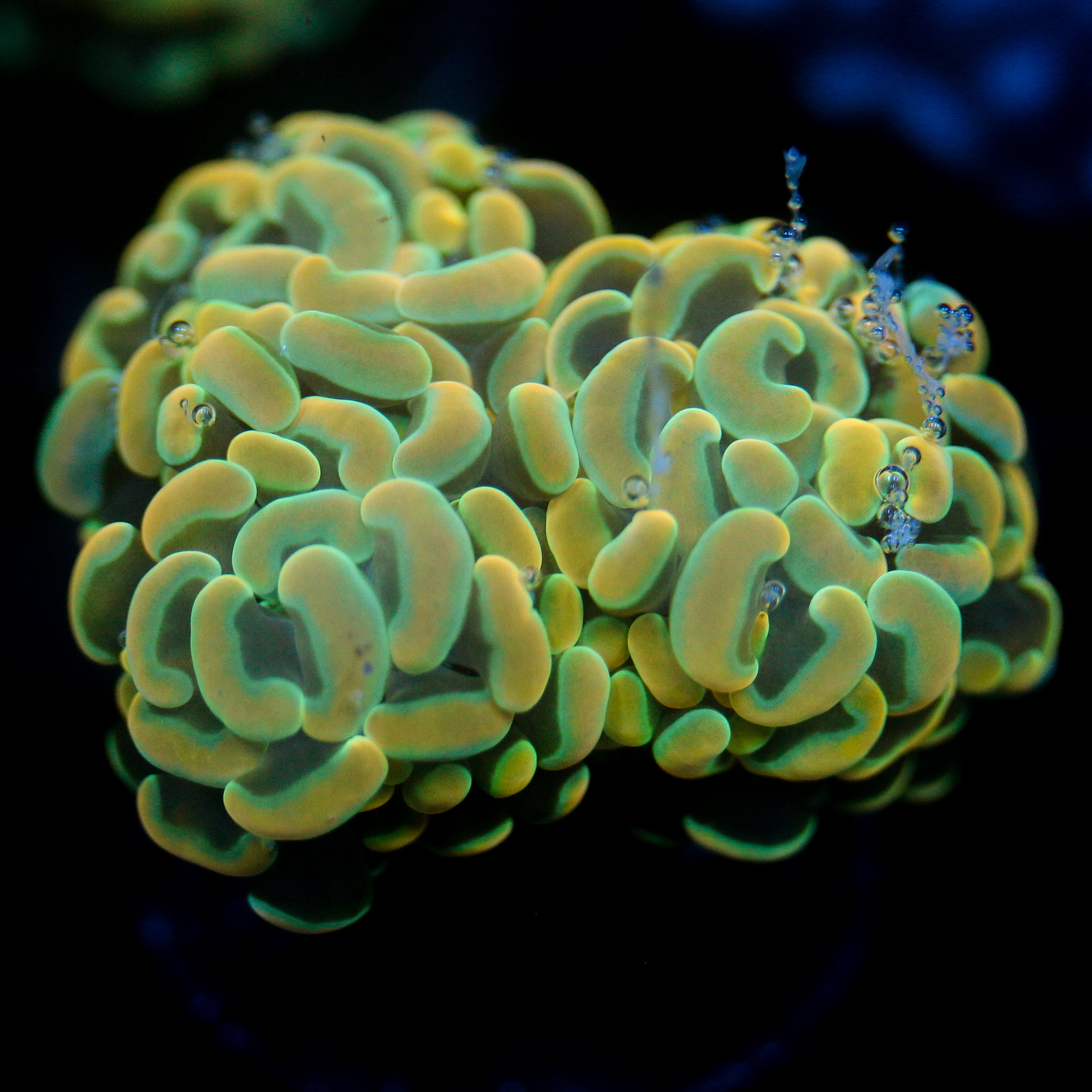 JC Golden Hammer Splitting
