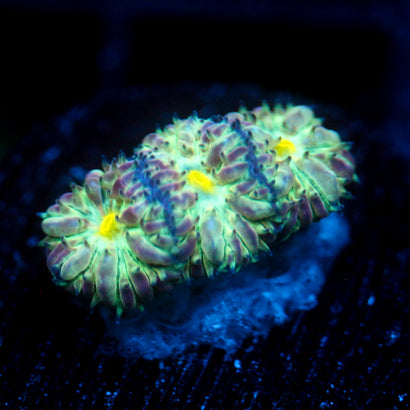 JC Flourish Fluff Blasto Merletti