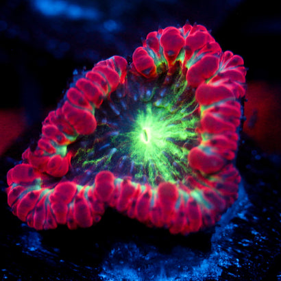 JC Crimson Nexus Blasto