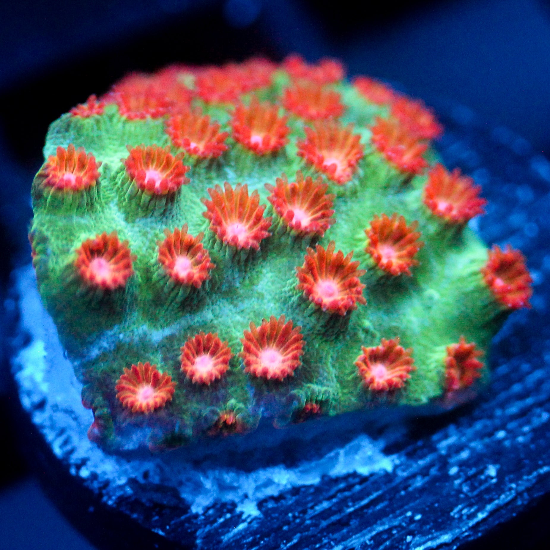 JC Evil Swarm Cyphastrea