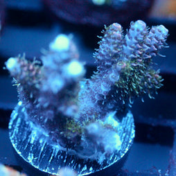 JC Green Whisper Acro