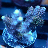 JC Green Whisper Acro