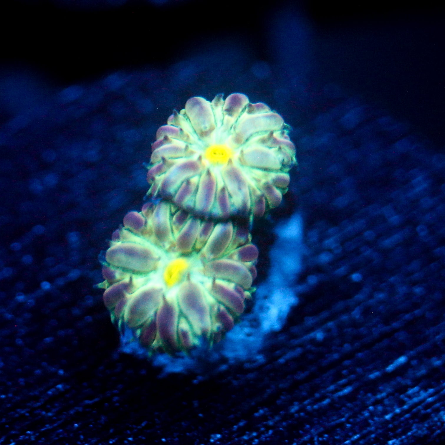 JC Flourish Fluff Blasto Merletti