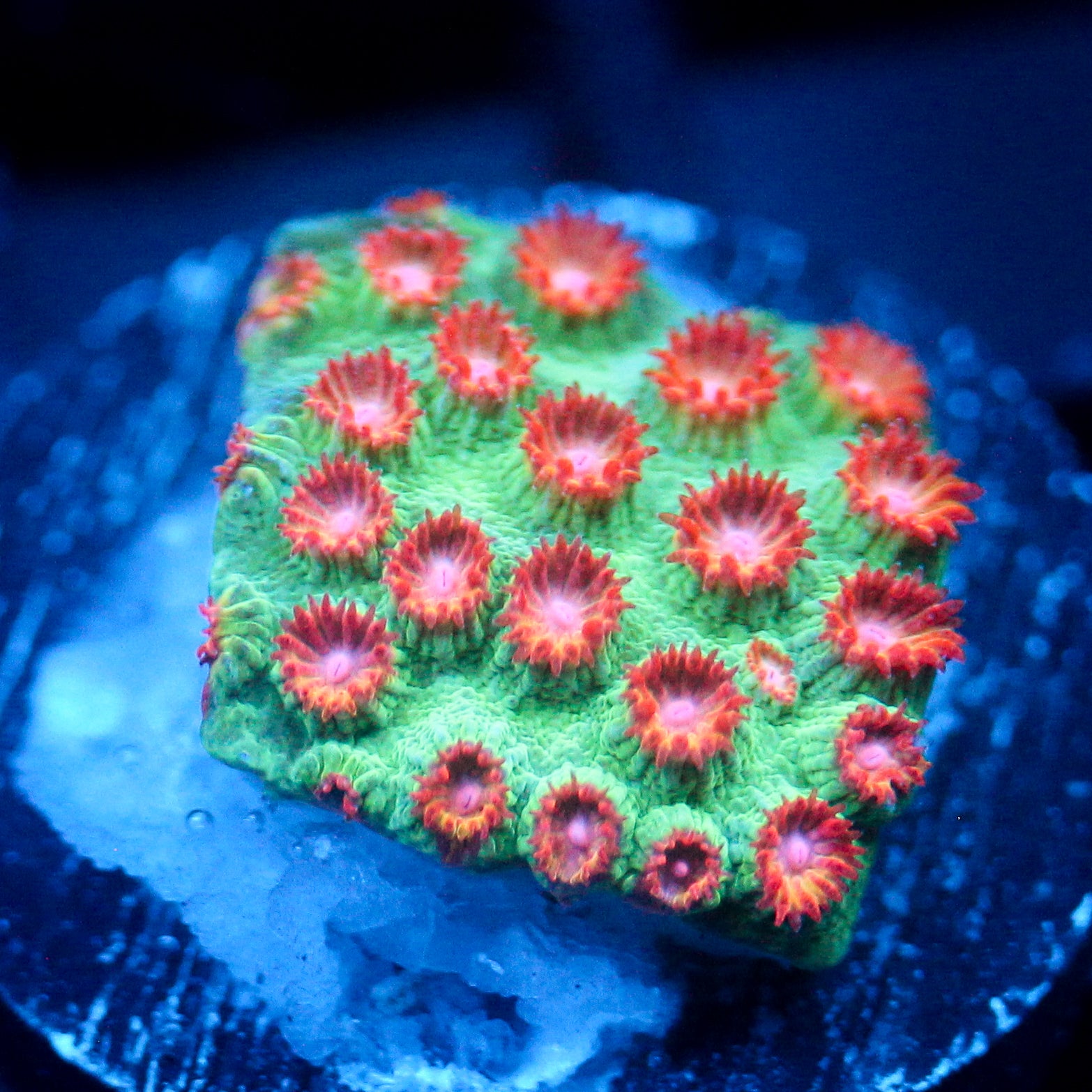 JC Evil Swarm Cyphastrea