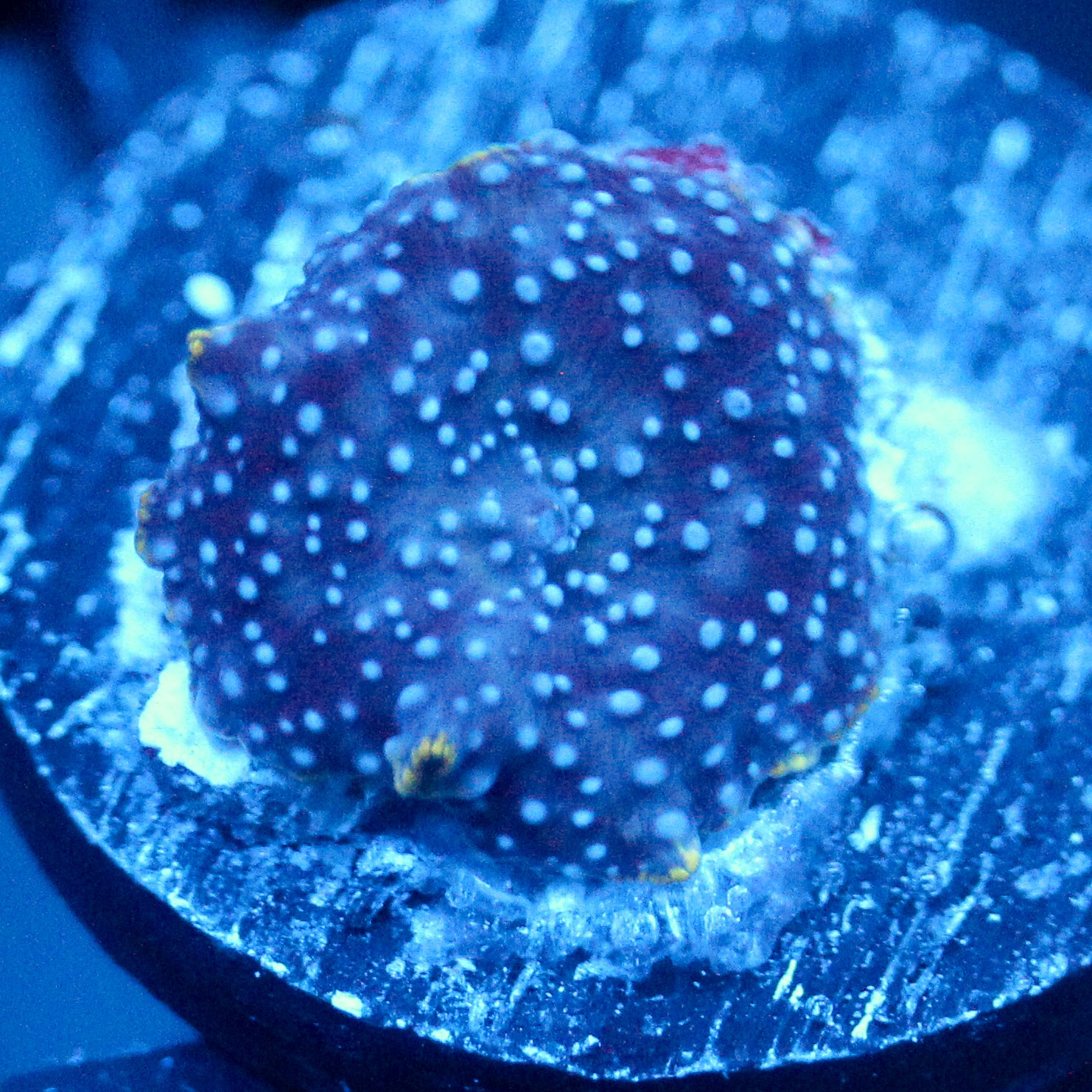 JC Pink Pimple Discosoma