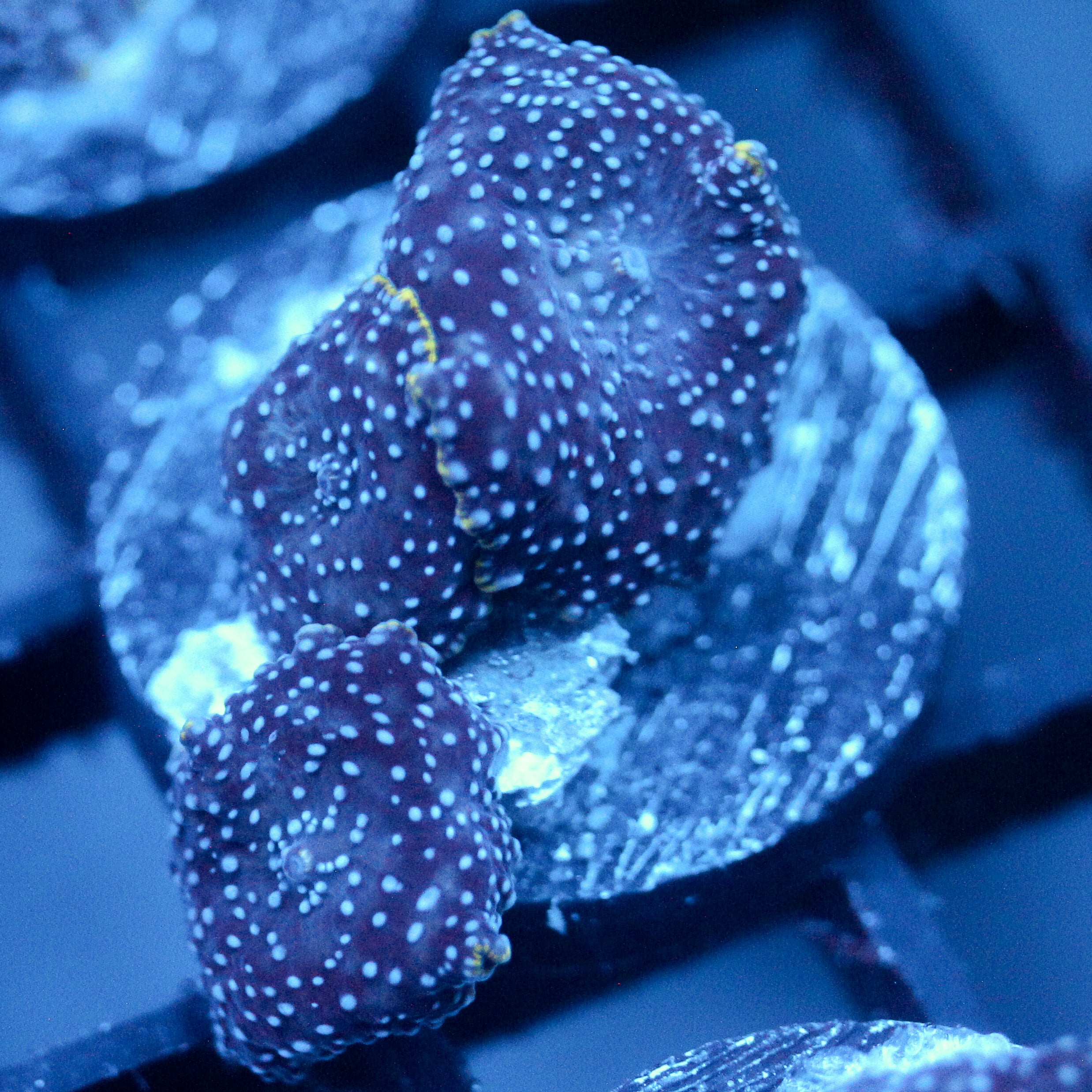 JC Pink Pimple Discosoma Double