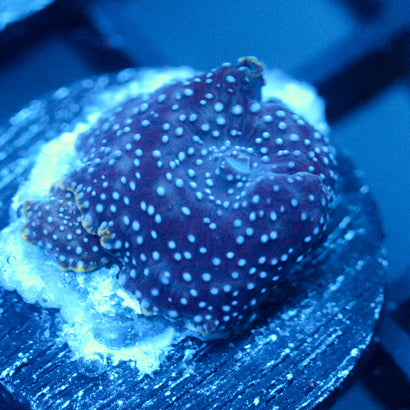 JC Pink Pimple Discosoma