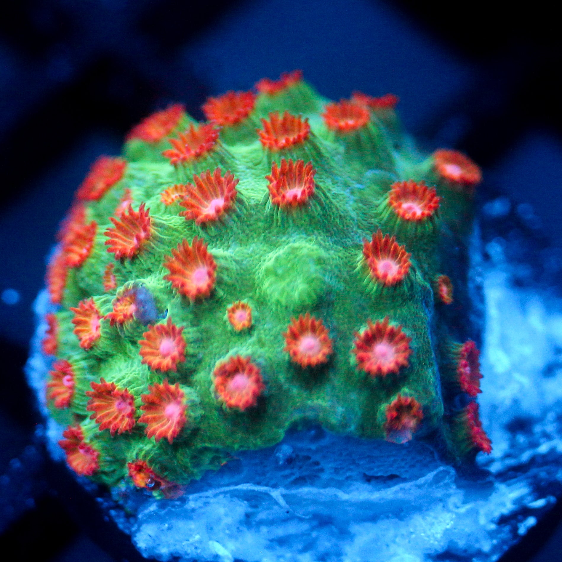 JC Evil Swarm Cyphastrea