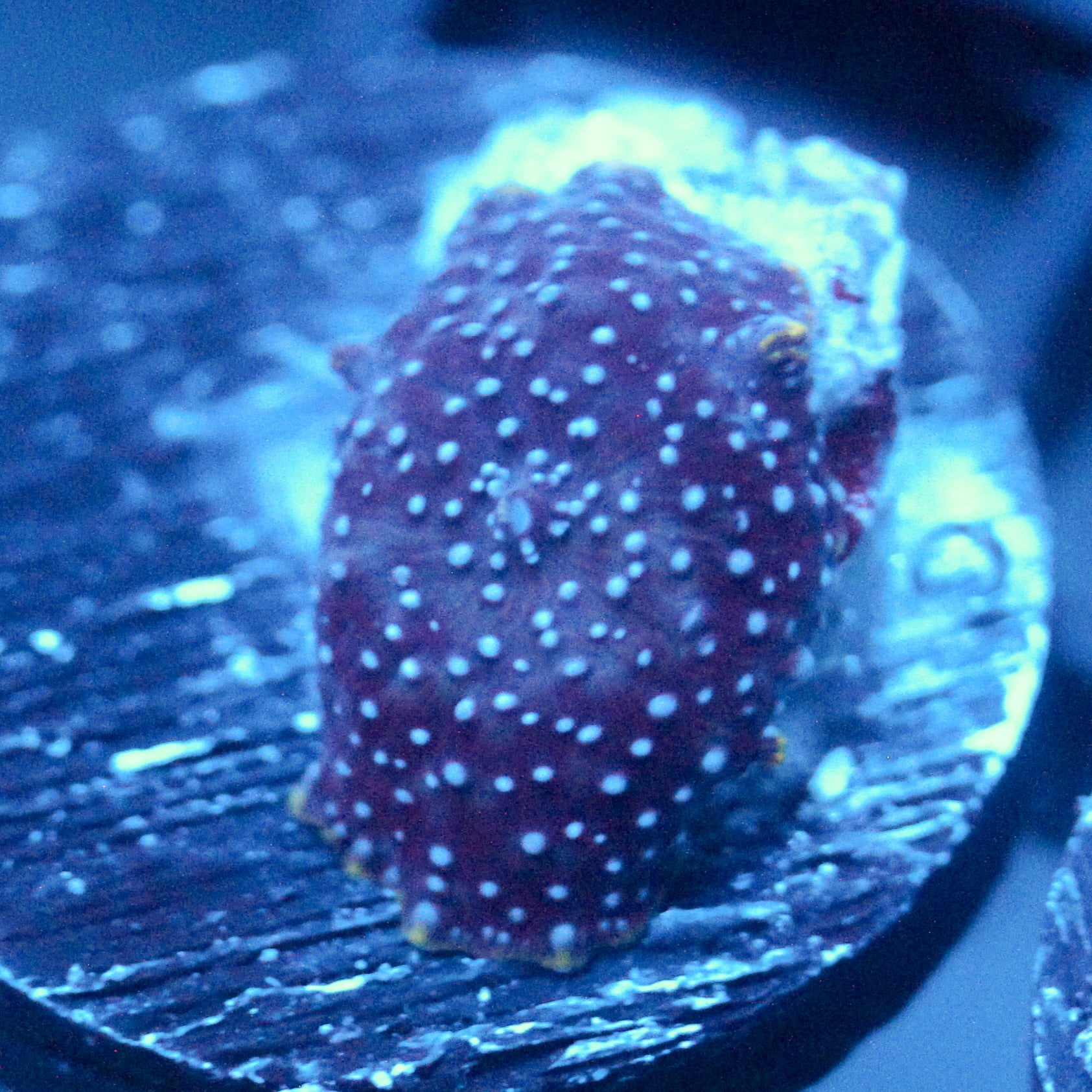 JC Pink Pimple Discosoma