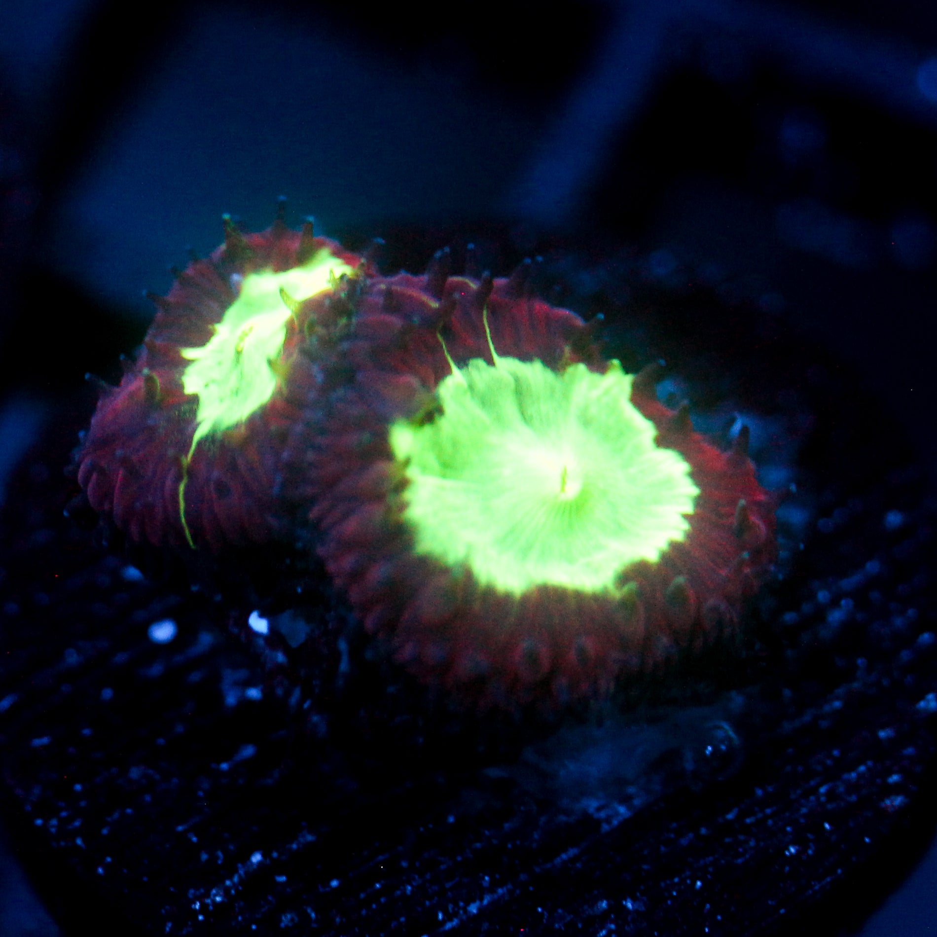 JC Deep Red Blasto