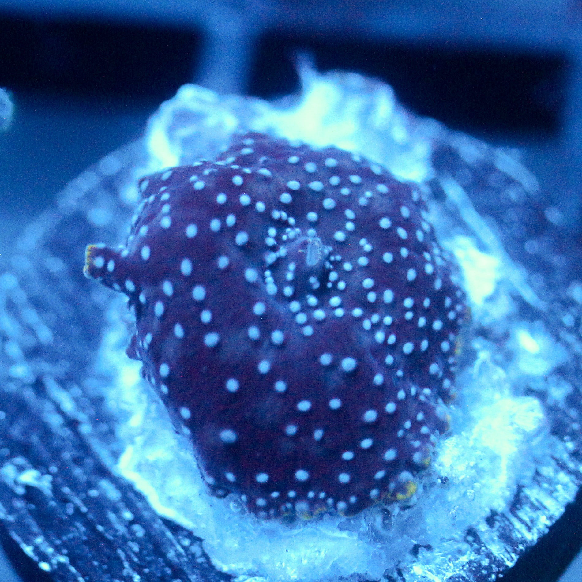 JC Pink Pimple Discosoma