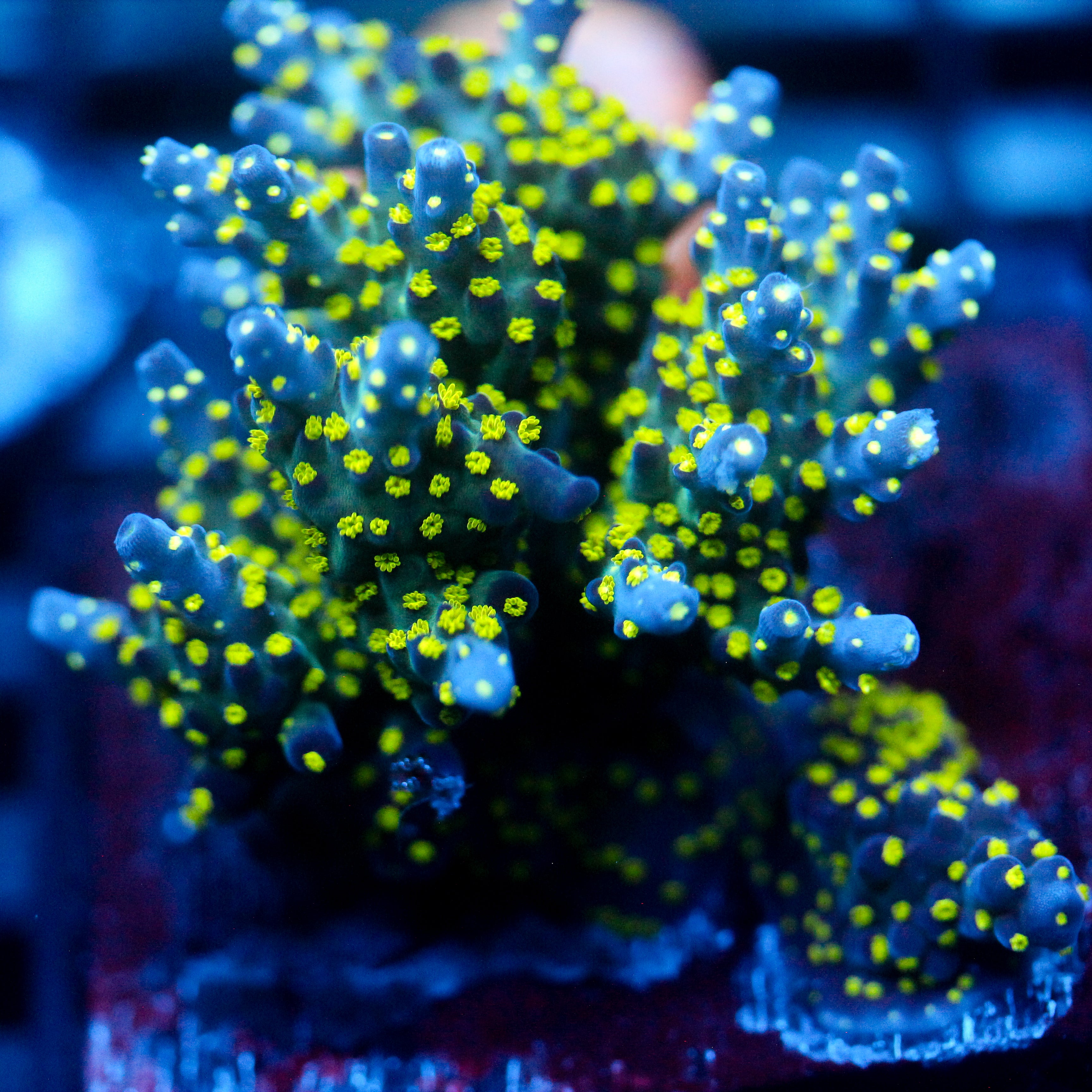 JC Bonsai Acro Mini Colony