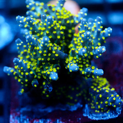 JC Bonsai Acro Mini Colony