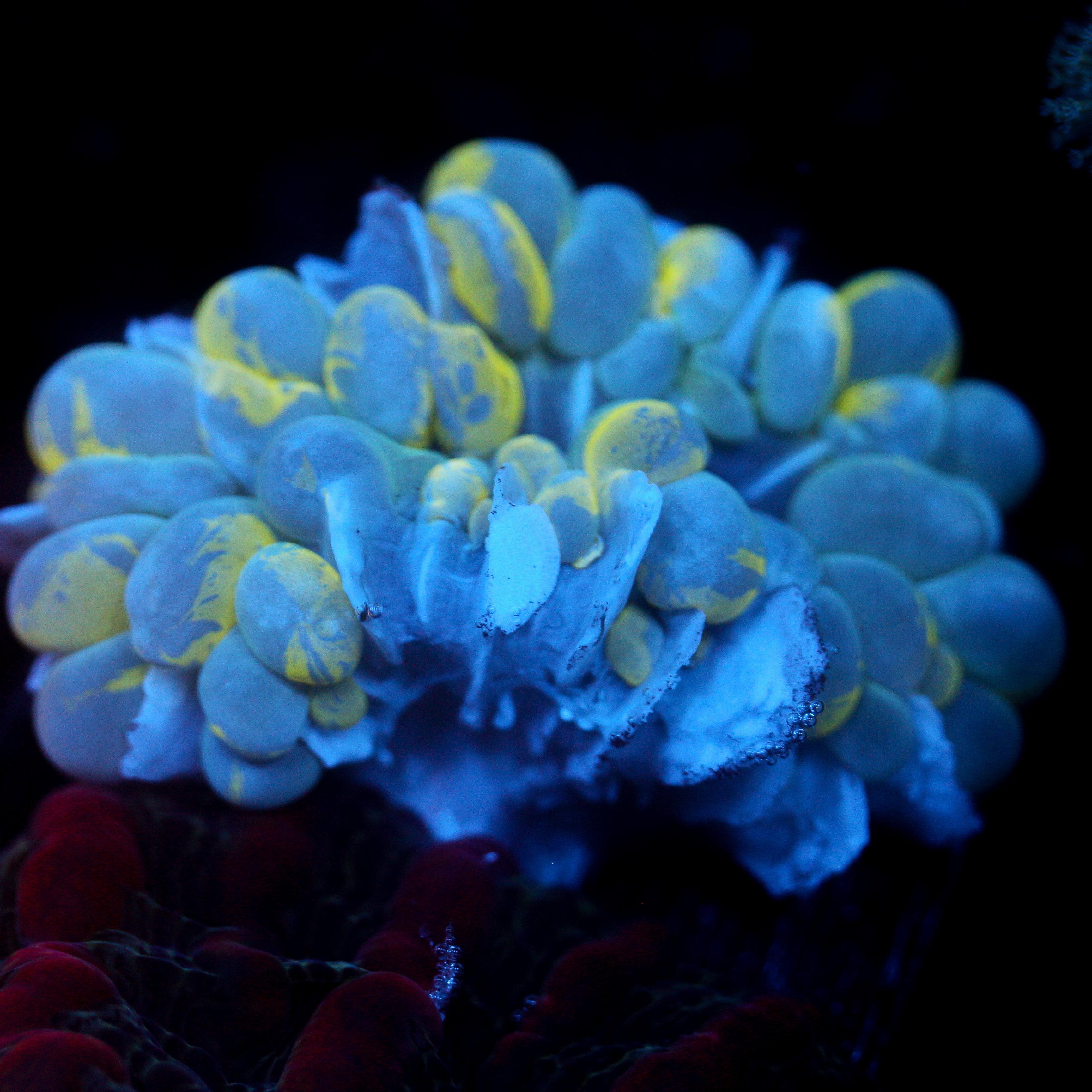JC Yellow Splatter Bubble Coral 2"+