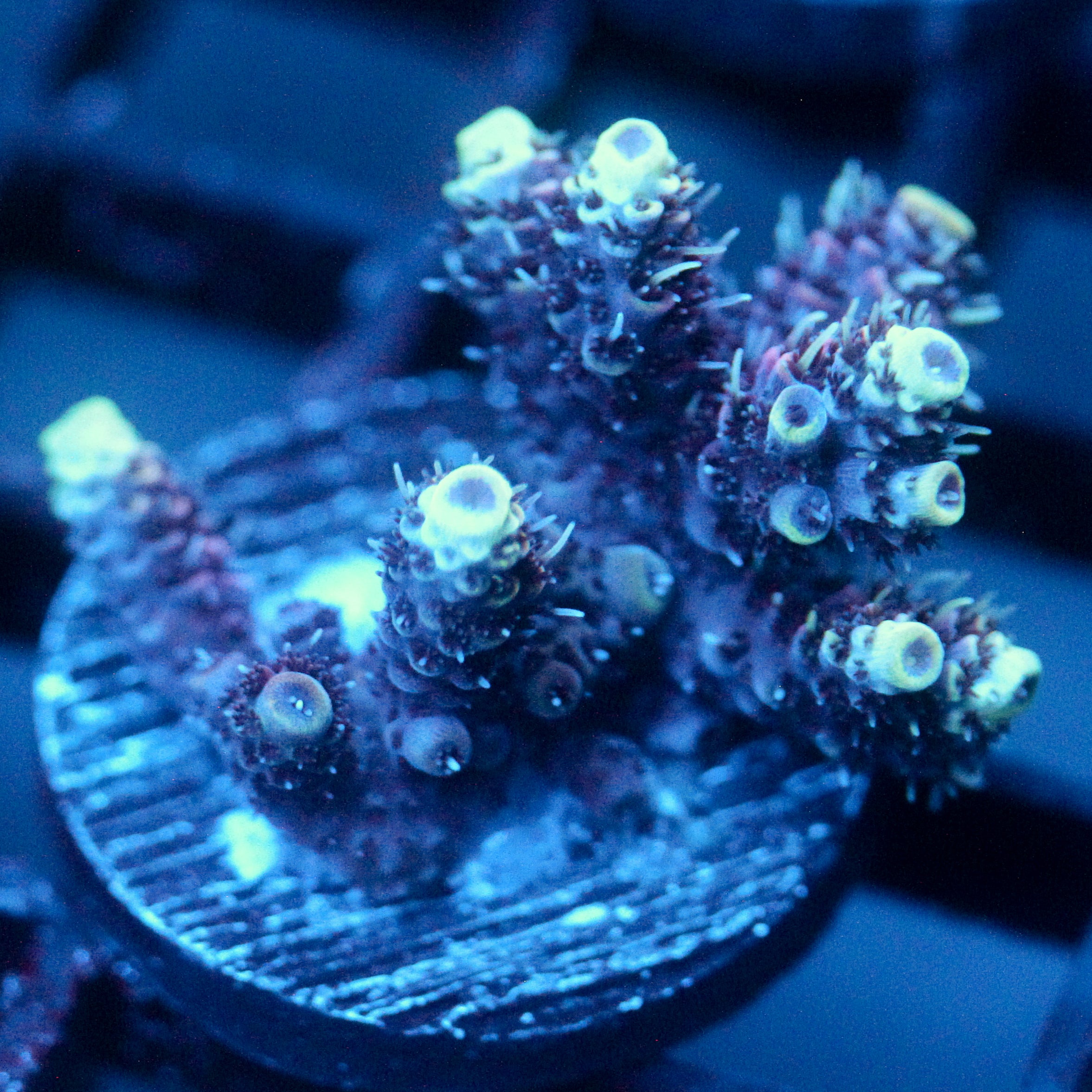 JC Purple Whisper Acro