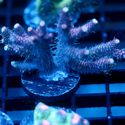 JC Purple Whisper Acro