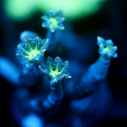 JC Neon Clove Polyp