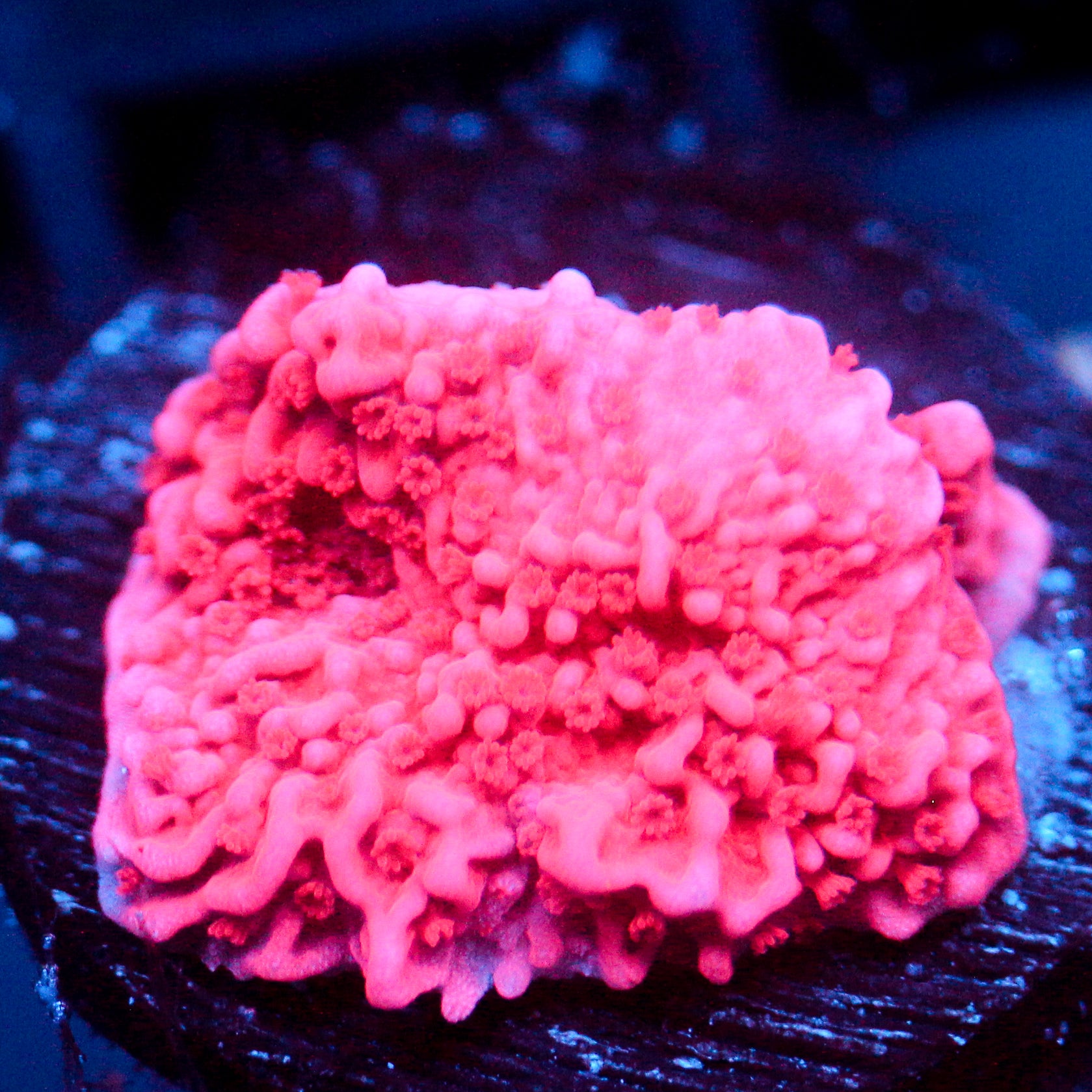 JC Pink Wave Cap Monti