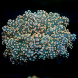 JC Dreamcicle Octo