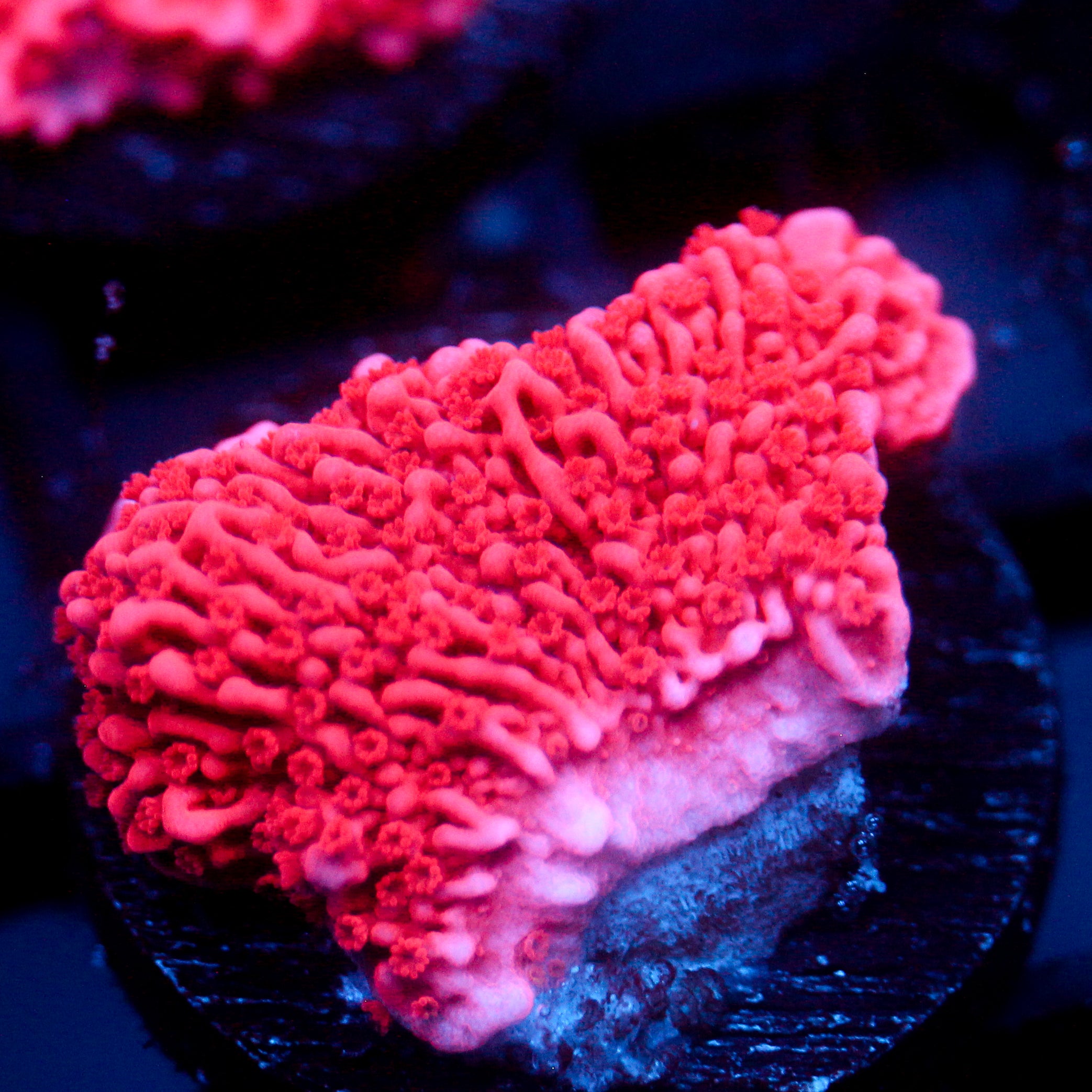 JC Pink Wave Cap Monti