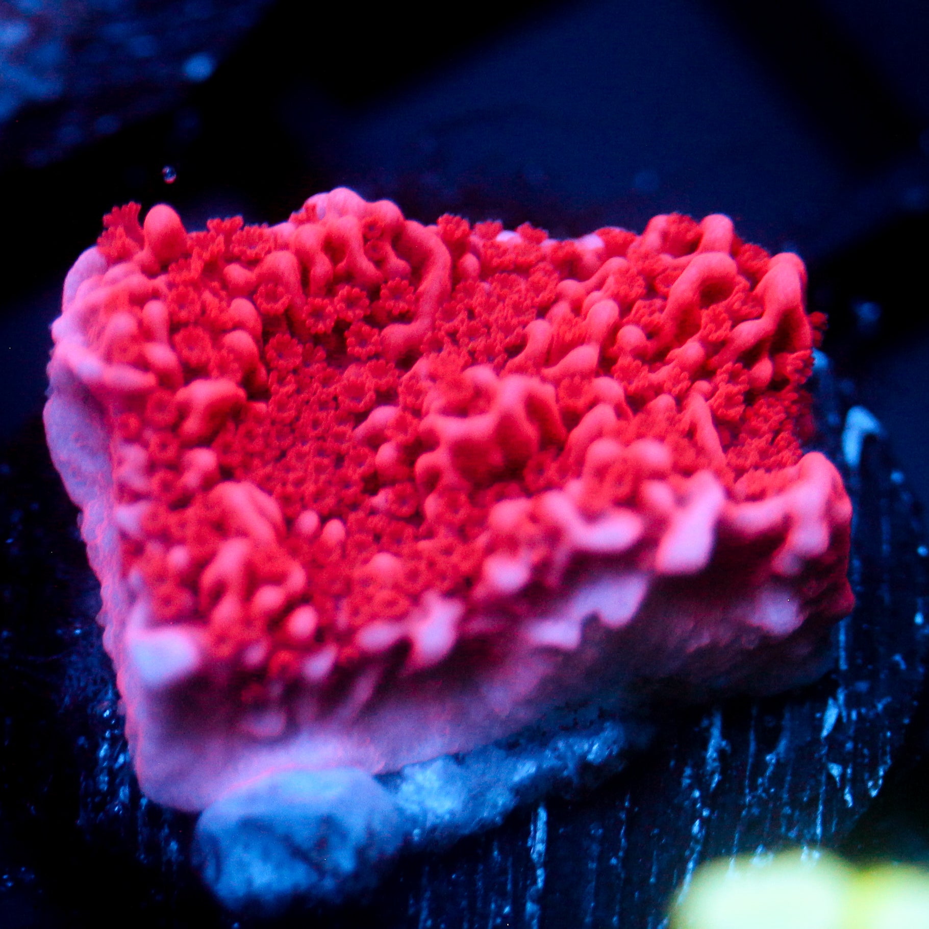JC Pink Wave Cap Monti
