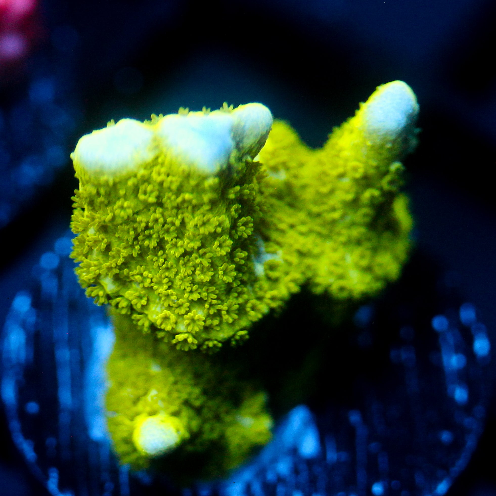 JC Neon Green Digi Monti
