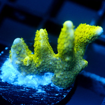 JC Neon Green Digi Monti